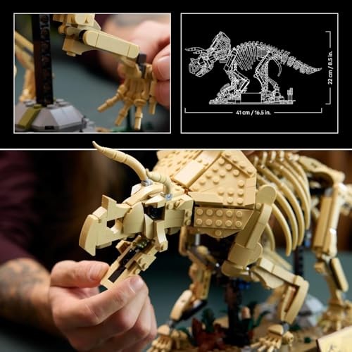 Dinosaur Fossils: Triceratops