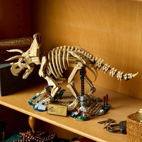 Dinosaur Fossils: Triceratops