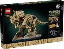 Dinosaur Fossils: Triceratops