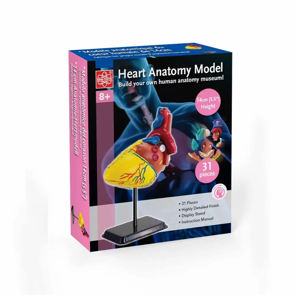 EDUTOYS - ANATOMY MODEL - HEART 31 PCS