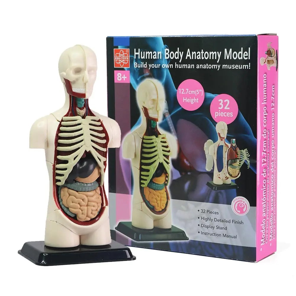 EDUTOYS - HUMAN ANATOMY MODEL - 32PCS