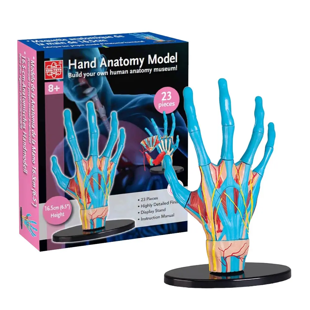 EDUTOYS - ANATOMY MODEL - HAND  23PCS