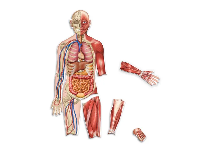 LR DOUBLE SIDED MAGNETIC HUMAN BODY
