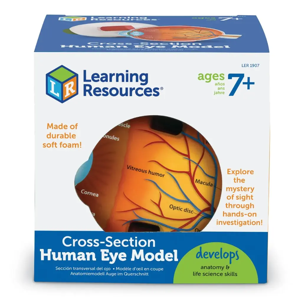 LR CROSS SECTION EYE MODEL