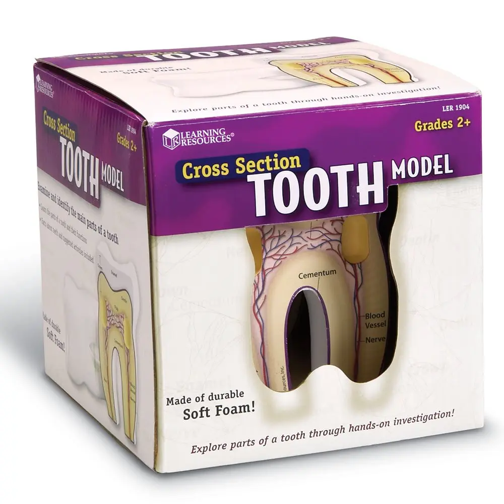 CROSS-SECTION TOOTH MODEL