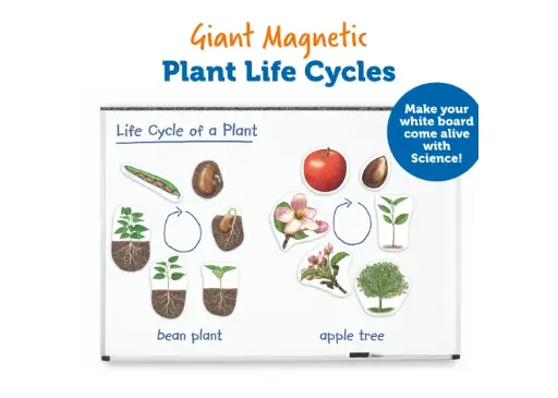 [LEA/LR6045] MAGNETIC PLANT LIFE CYCLE