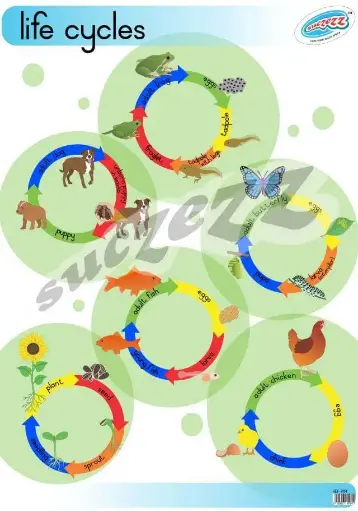 [SUC/SZ0086] POSTER - LIFE CYCLES