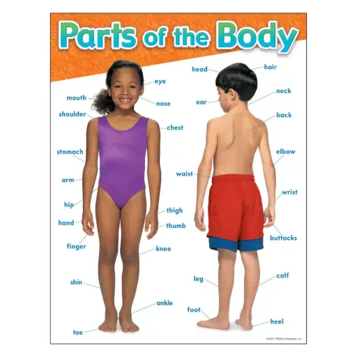 [TRE/T38048] LEARNING CHART: PARTS OF THE BODY