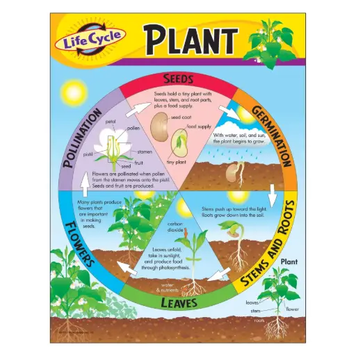 [TRE/T38179] LEARNING CHART: PLANT LIFE CYCLE