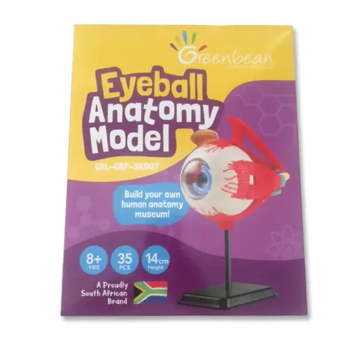 [GBG/GB0007] ANATOMY MODEL EYEBALL 35PC 14CM