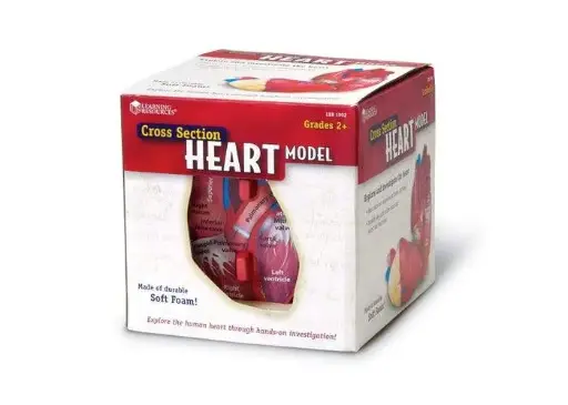 [GBG/GB1902] CROSS-SECTION HEART MODEL